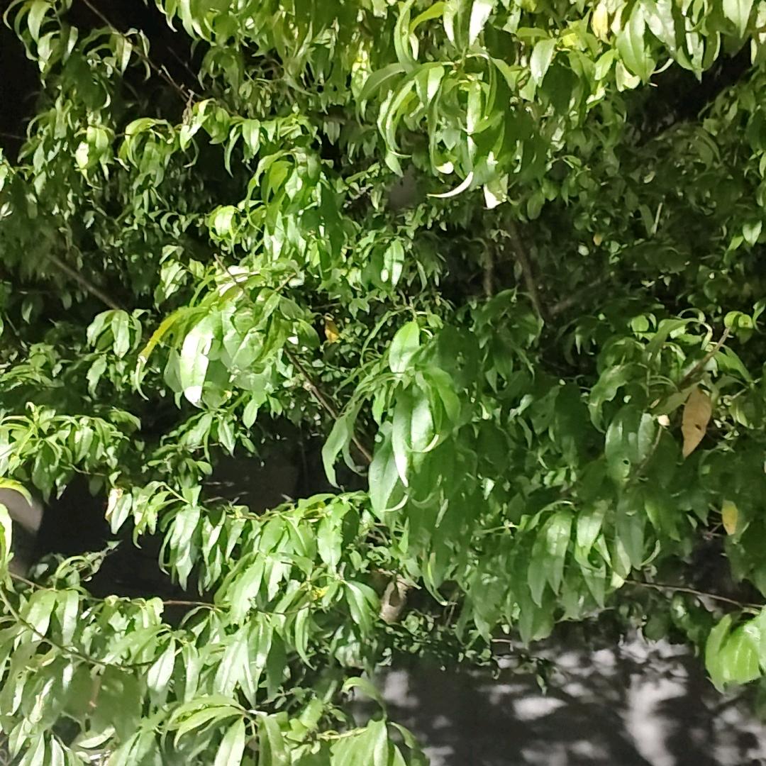 贵池魔术扛把子