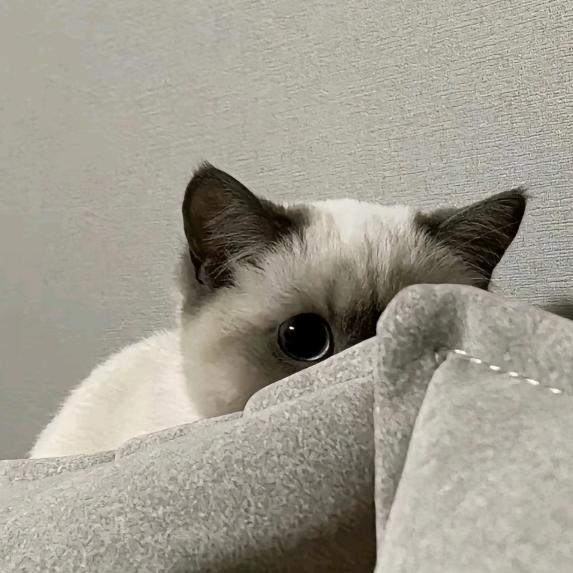 兮妤