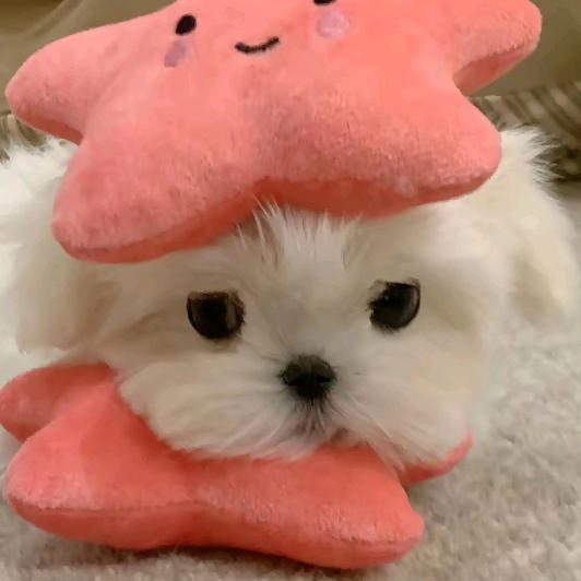 落灯花（左耳版）