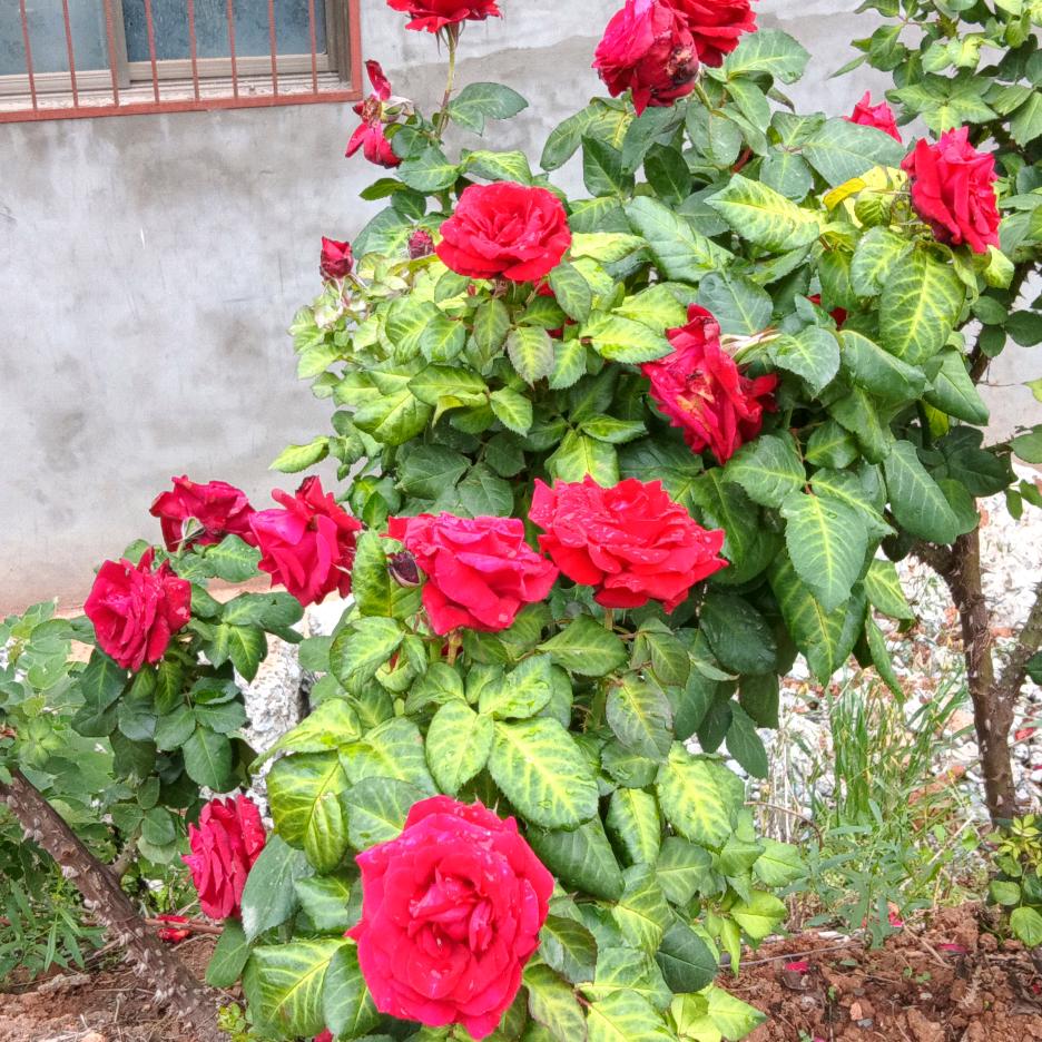 春🌹🌹夏🌸秋🌺冬🌺