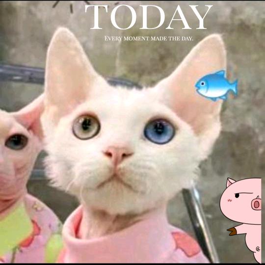 🍥君🐬🐰🦄🎵