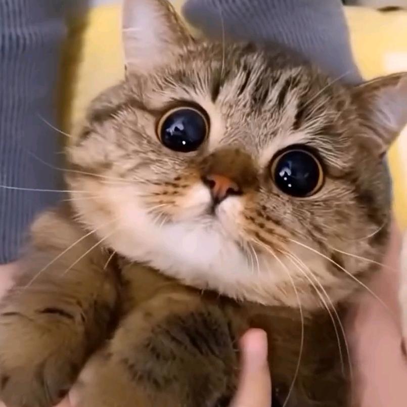 猫叔的环球影棚