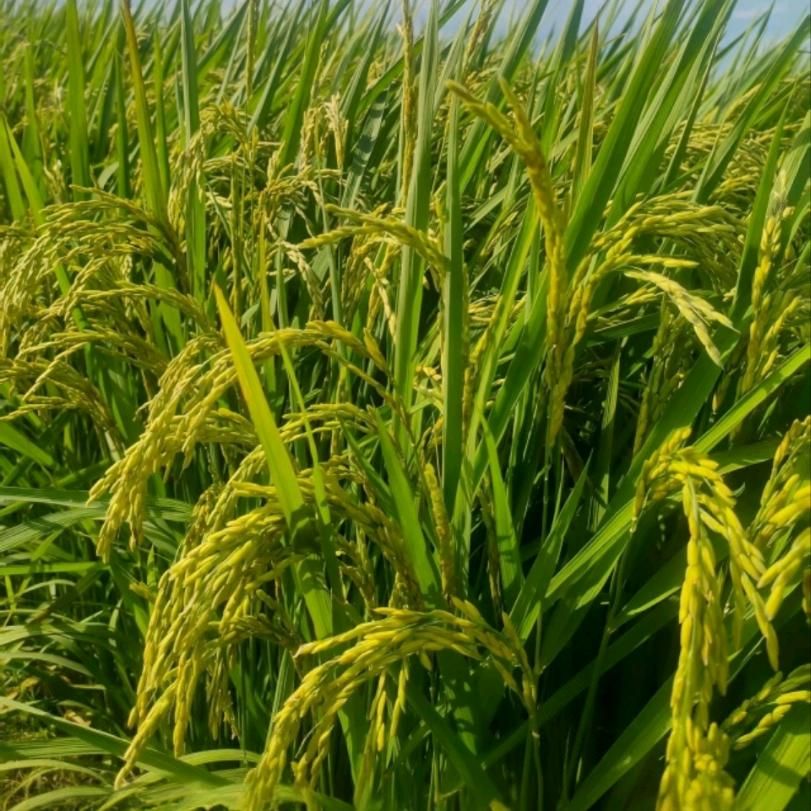 （春睿）谷物优选