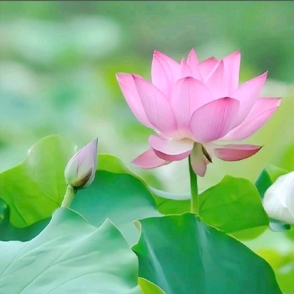 🌺！花开富贵🌺🌷