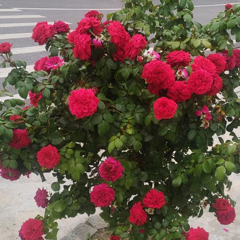 傲霜秋菊