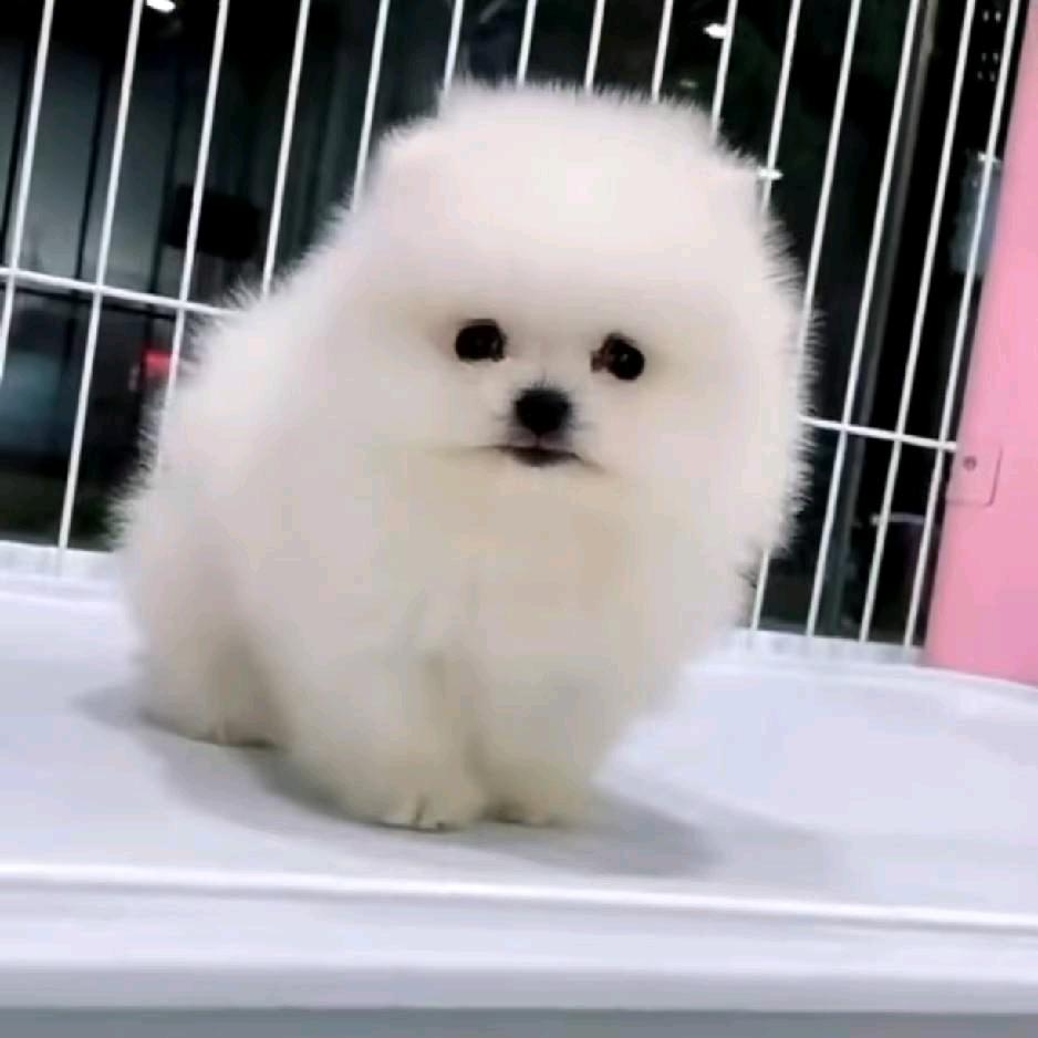 梅梅博美茶杯犬