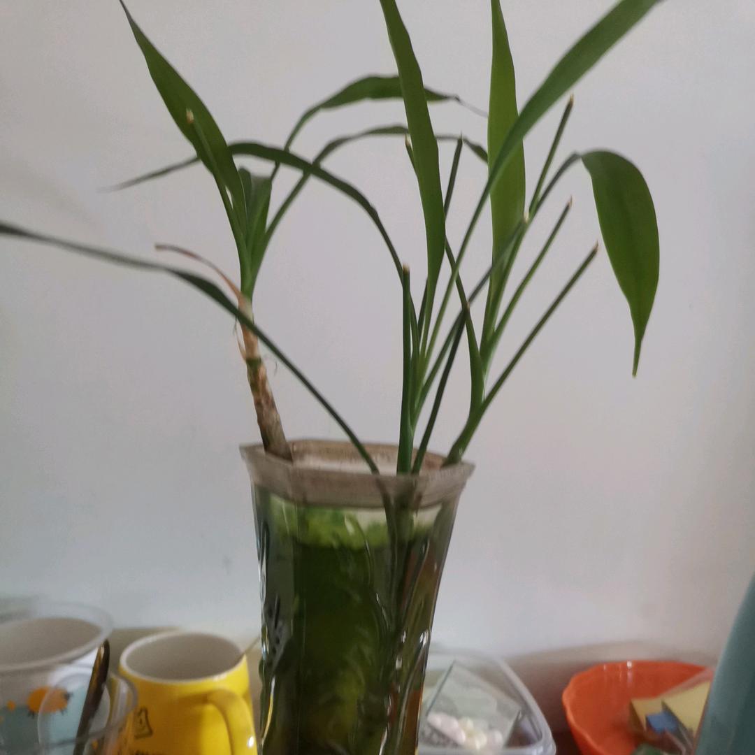 芳“”