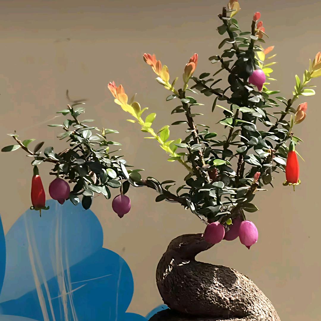 怡斛绿植园直播号