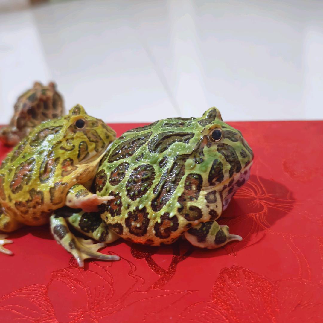 澧县剪王总店6号设计师