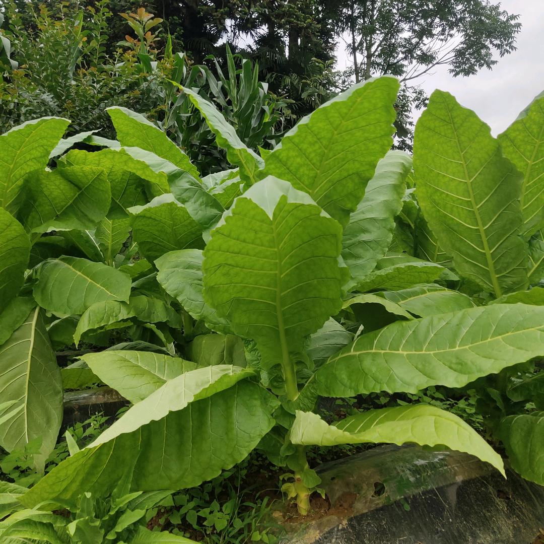 无语到极点