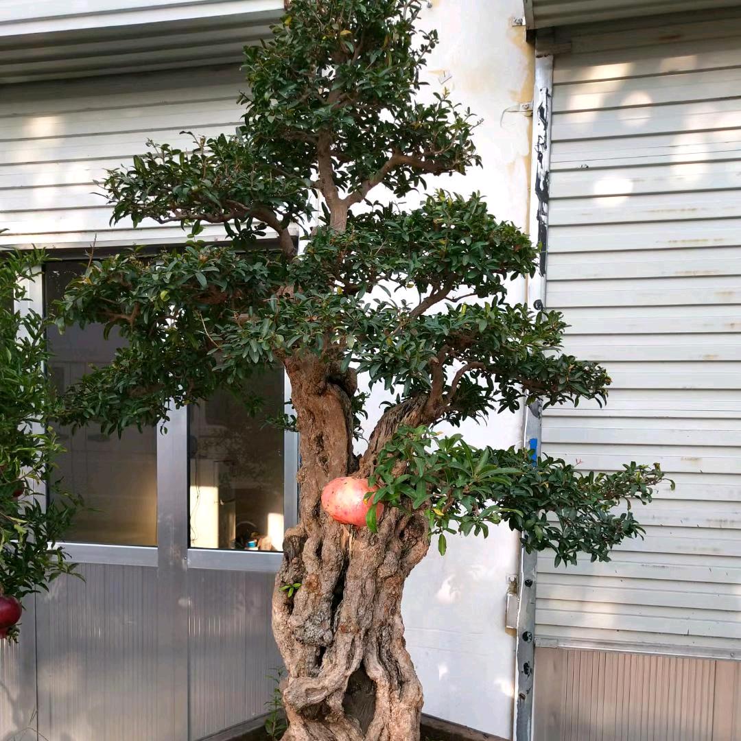 紫鸿轩盆景