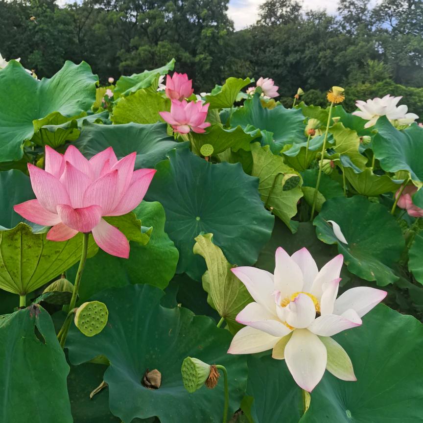 心悦❤