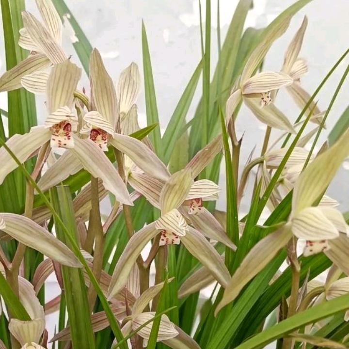 子香爱兰花