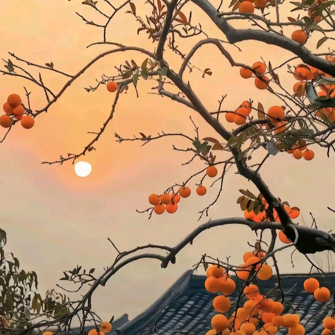 逗逗又痘了