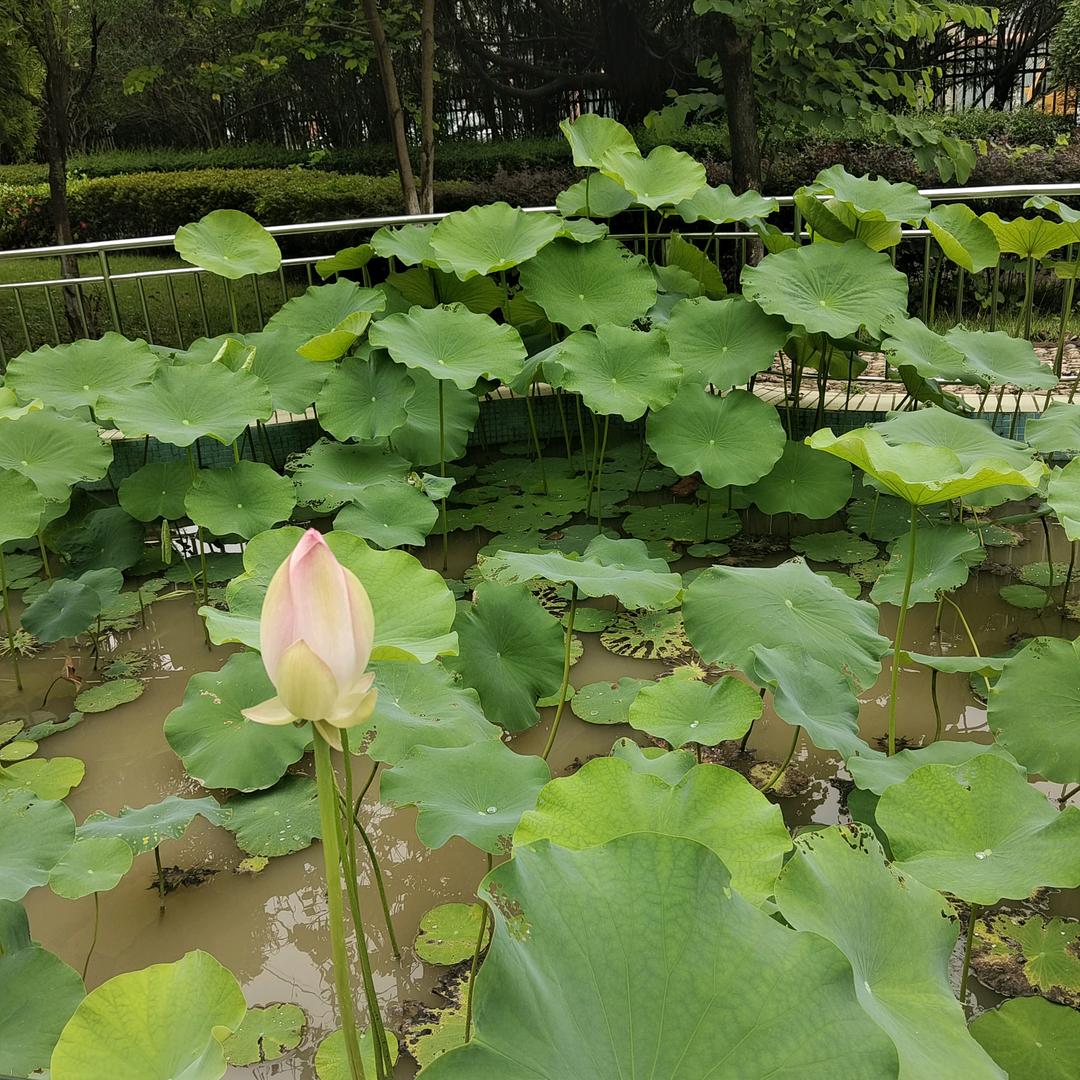 涛