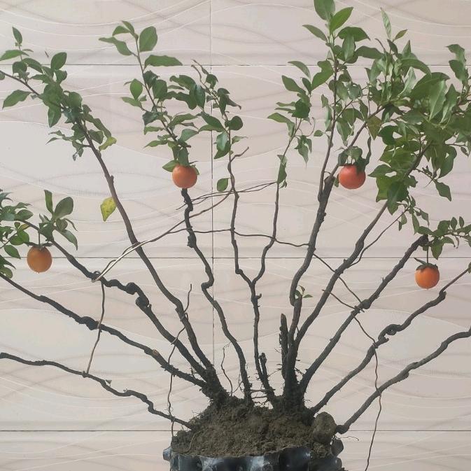 《下落》☪︎⋆瓶兰花、金弹子（盆景园艺）