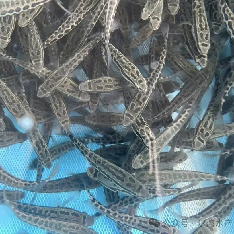 小徐的黑鱼养殖基地