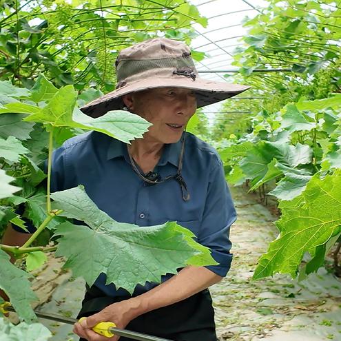 葡萄老法师—张正全