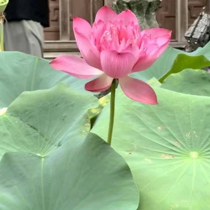 浮生若梦，再做梦