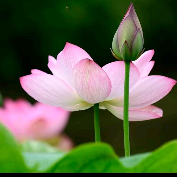 莲花仙子
