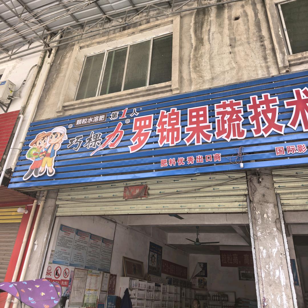 罗锦巧棵力周哥