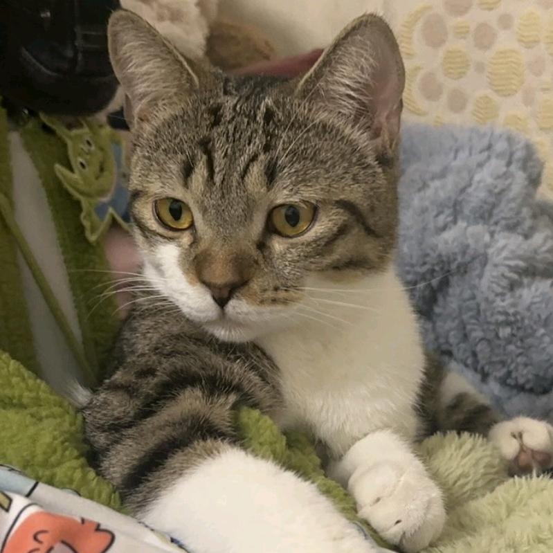 憨子是只狸花猫