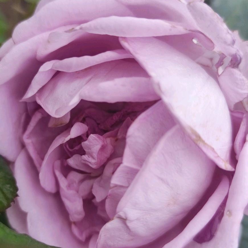 种地的热辣蟑螂