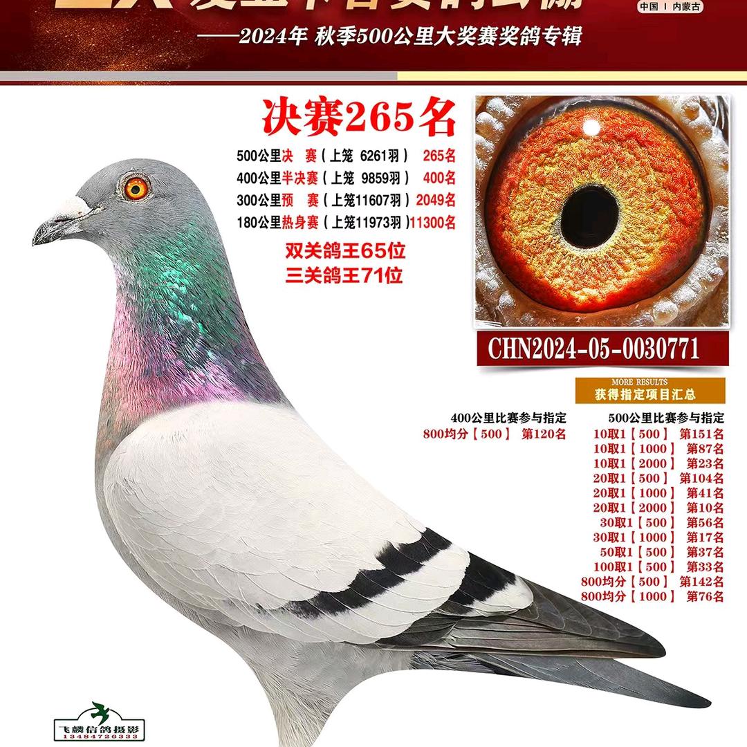 蒙A伯乐鸽业