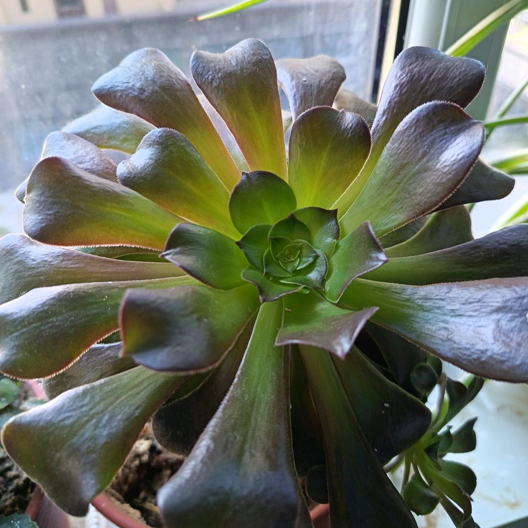 @一只小锦李꧔ꦿᩚ💕🐟::