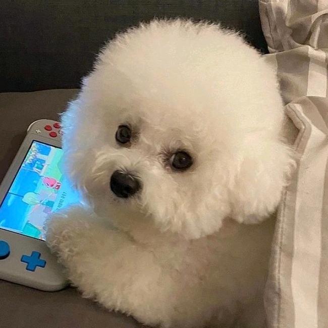 心❤️碎小狗🐕