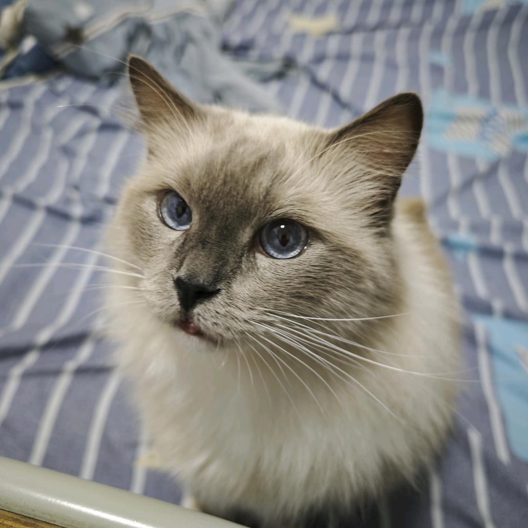 布丁是老肥🐱