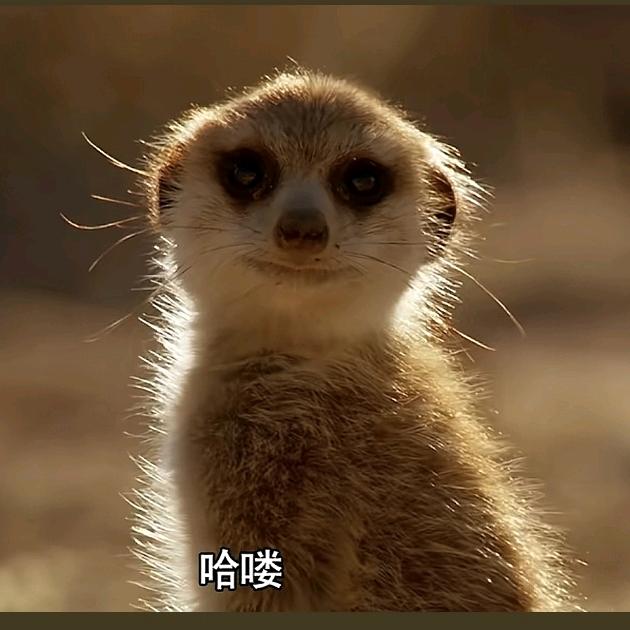 树桩