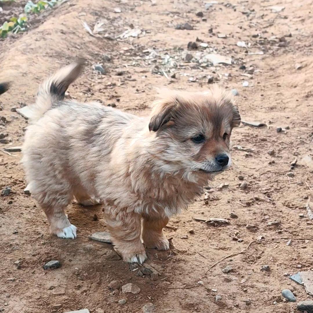 土狗蛋卷
