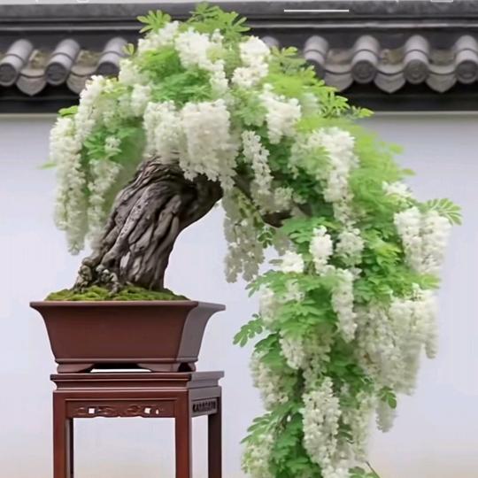 明天