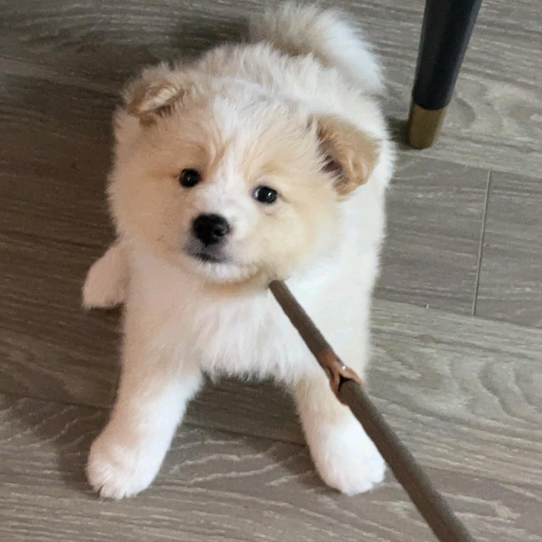 六六酱是小边撒