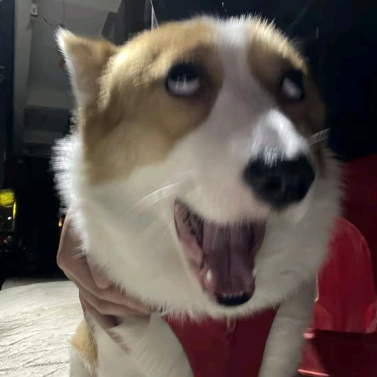 吉娃娃～
