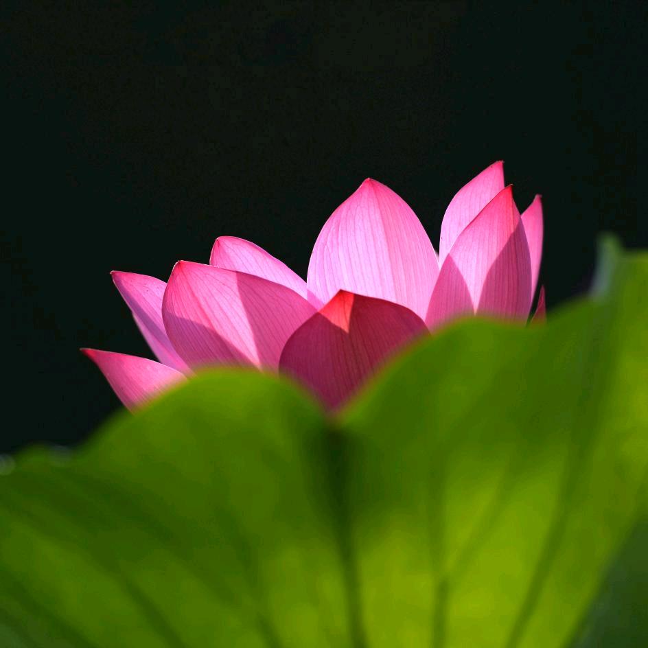 岸柳飘逸