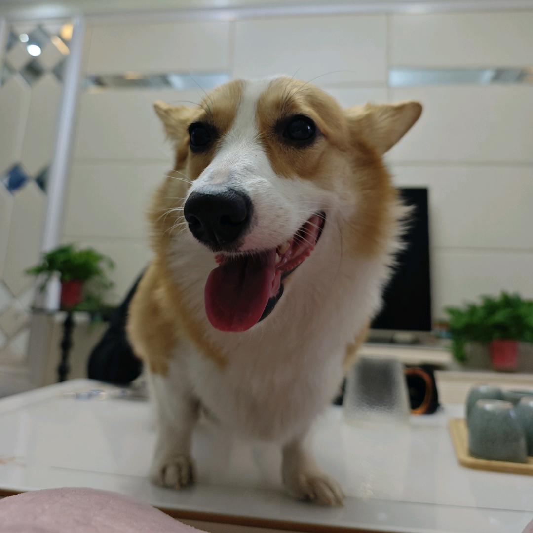 周六是只小柯基