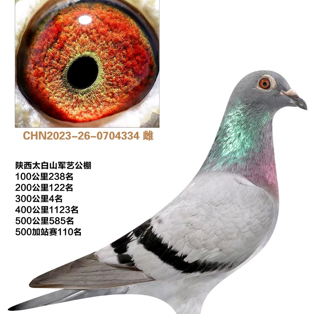 超卓赛鸽—党超