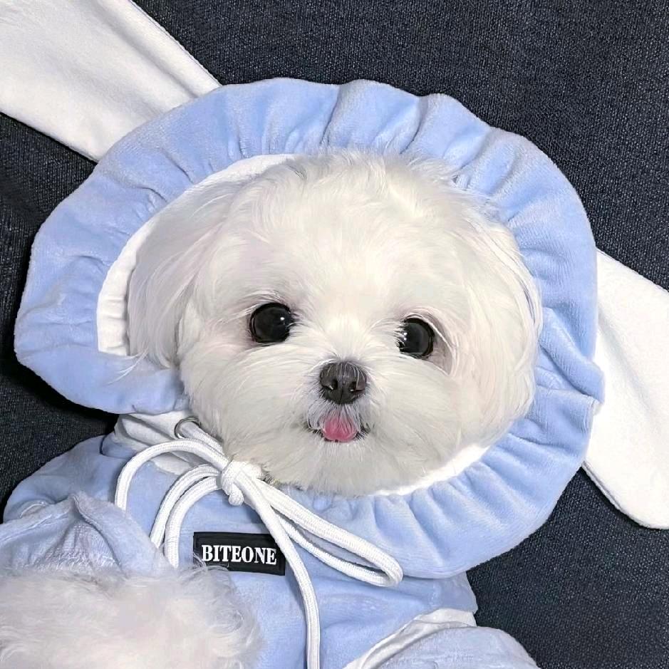 ･ᴗ･