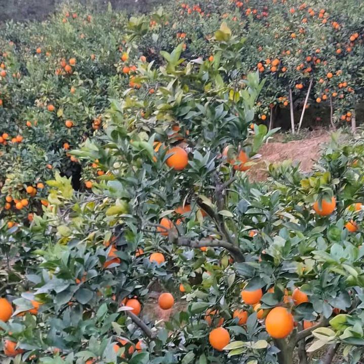 🍒心之所向✨✨