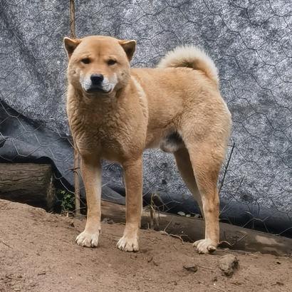 犬耘计划