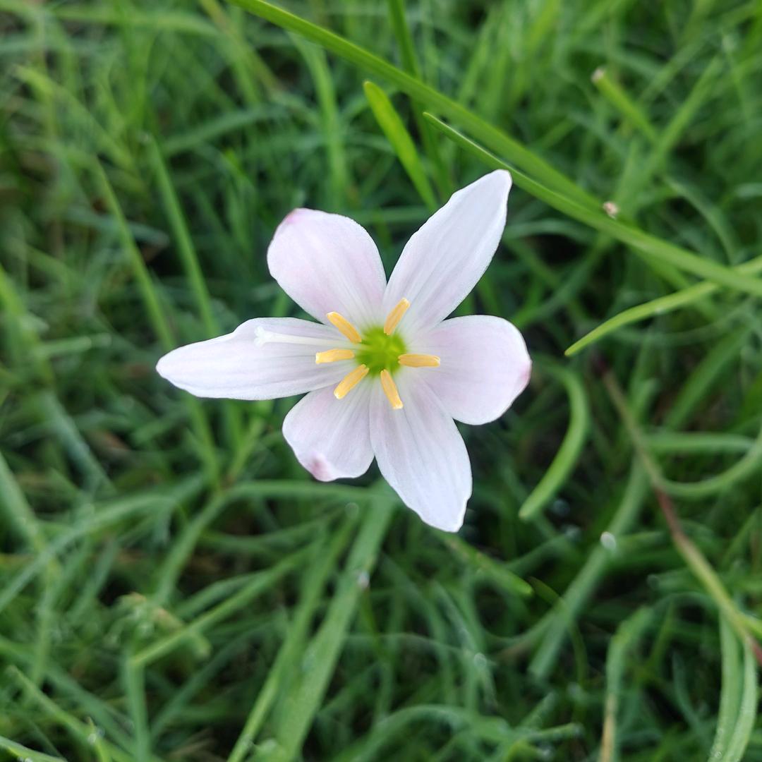 dizangpusa1228824123