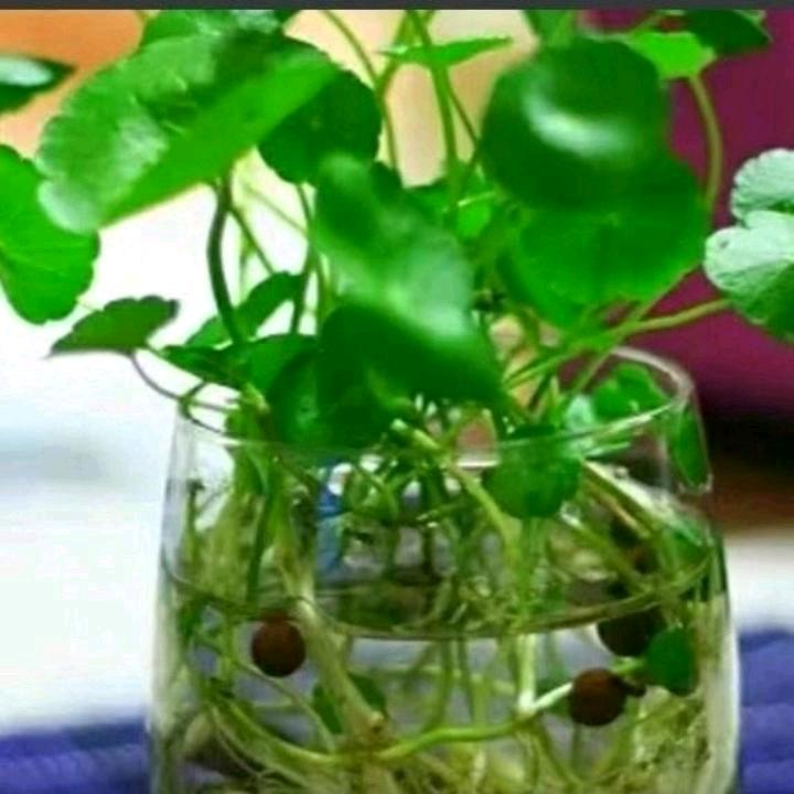 聪聪