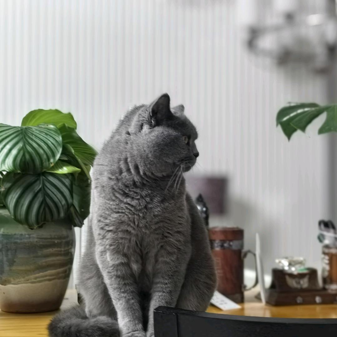 家宜汐墨