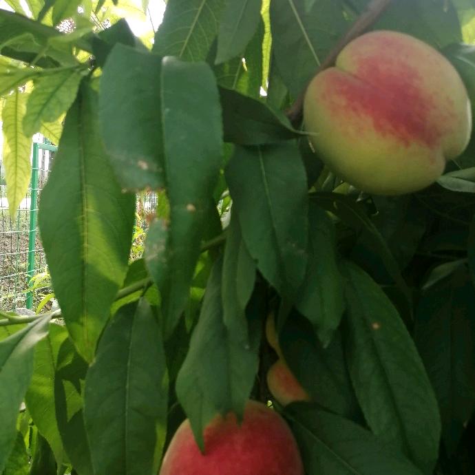 卖桃🍑的老农民