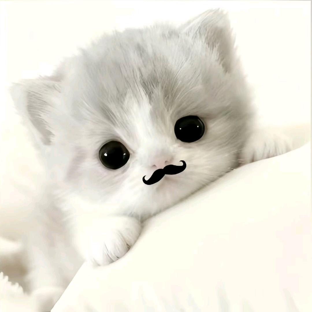 梓晨