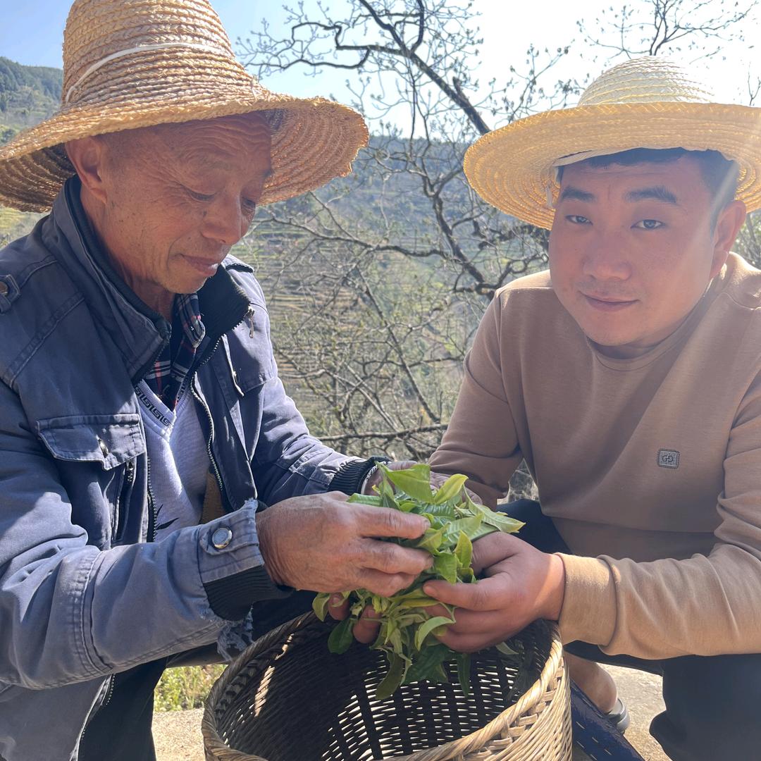 哀牢山古树茗茶