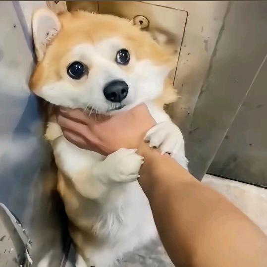 温柔与海(见过薛之谦版)