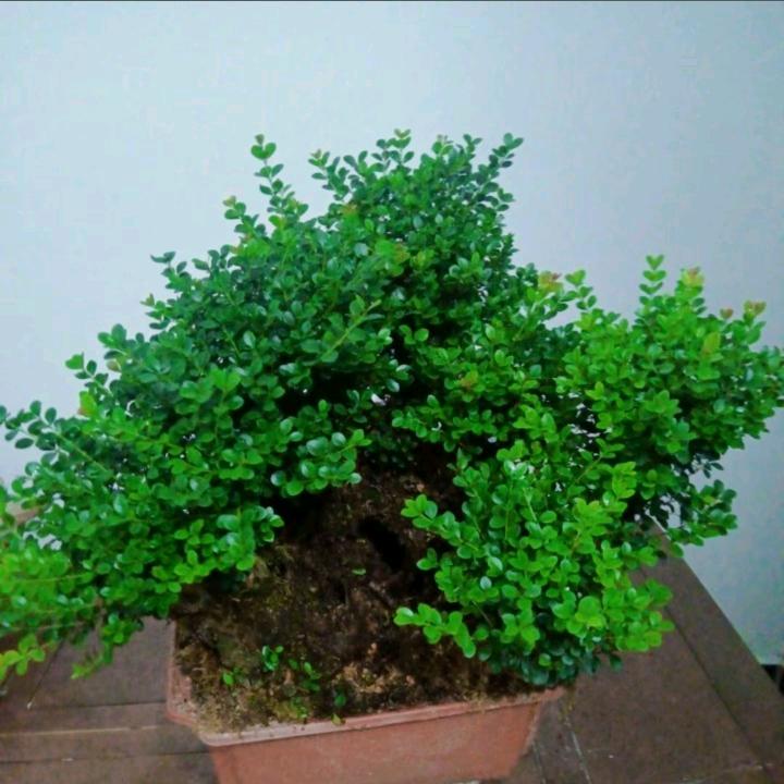 🇨🇳创美园艺盆景🌲🌿🌺🌻🌲